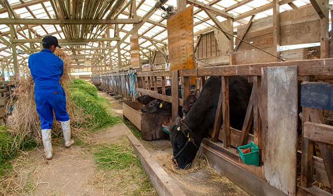 畜産（肉牛・養鶏飼育など）スタッフの人材派遣・紹介サービス